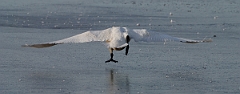 David Plant Photography - Wildlife Photographer - Whooper swan takeoff - AO